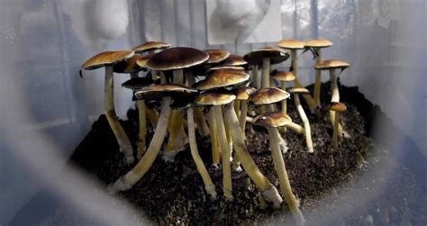 State Joint Committee on the Judiciary takes public testimony on proposal to legalize magic mushrooms